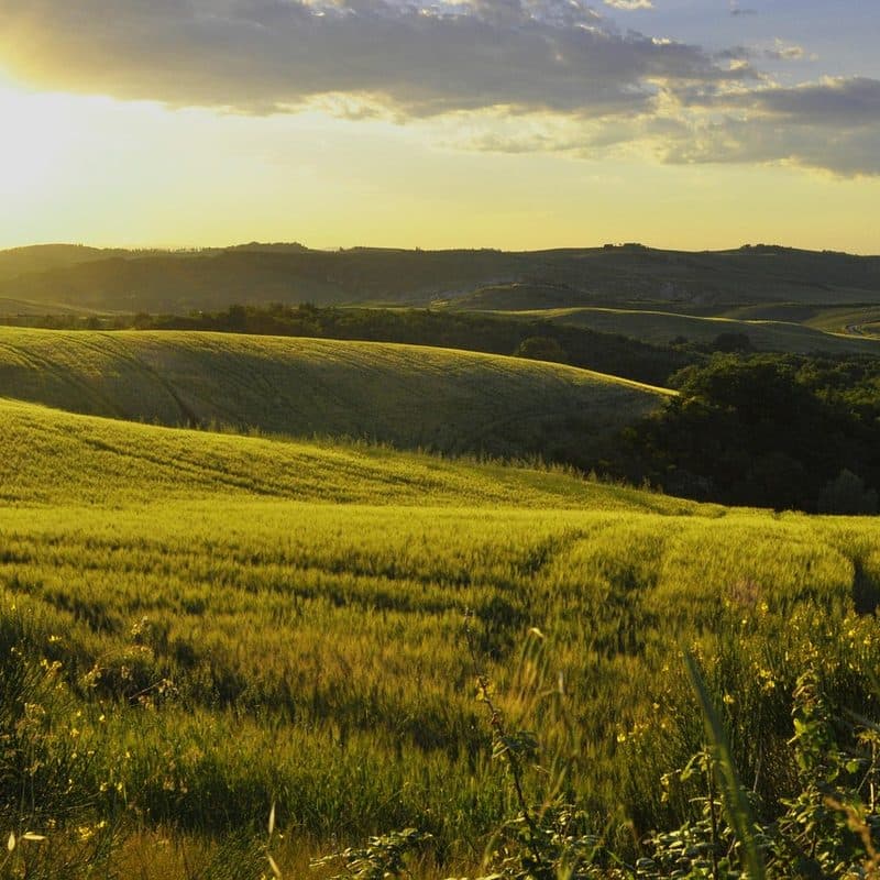 Campos toscanos al atardecer